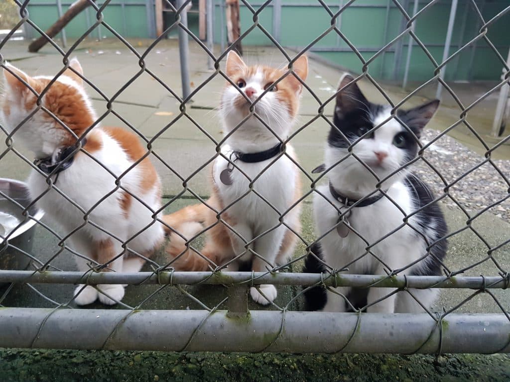 Ramener en Suisse des animaux de l’étranger peut coûter