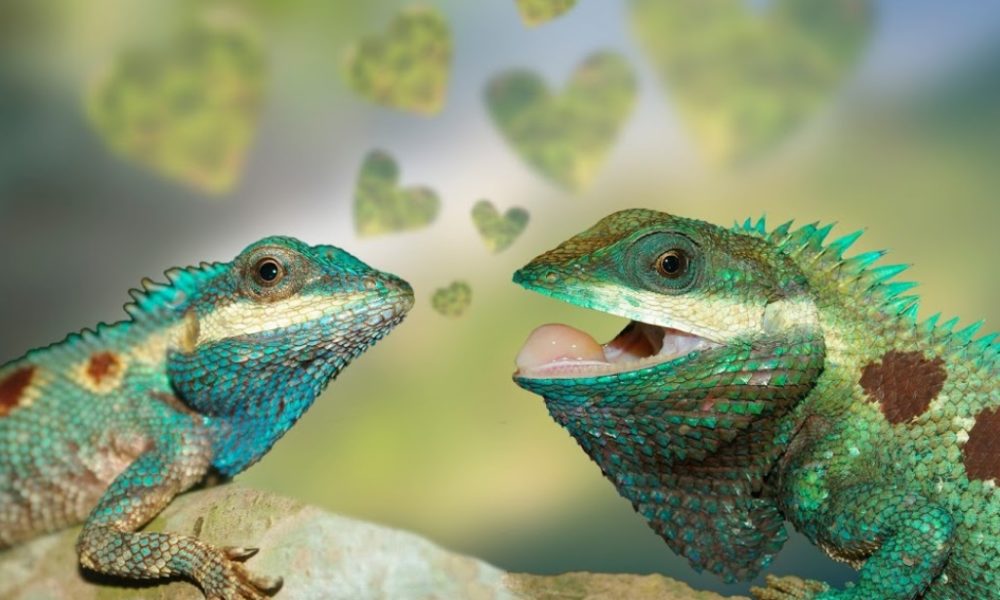 Trois nouvelles espèces de lézard à crête bleue décrites Radio Lac