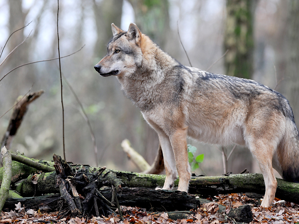 Groupe Loup Suisse