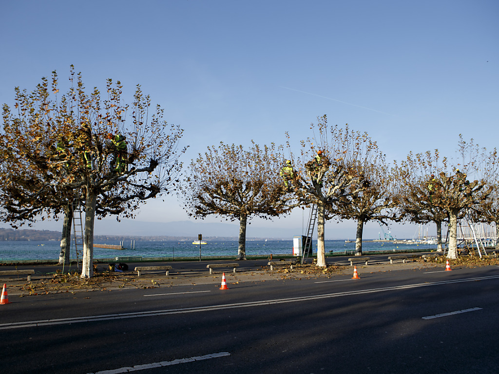 Protection des arbres  Ville de Genève - Site officiel