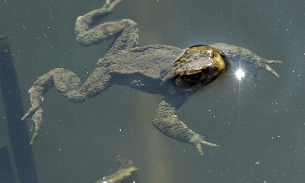 D tecter Les Amphibiens Menac s Par Leur ADN Dans L eau Radio Lac d-tecter-les-amphibiens-menac-s-par-leur-adn-dans-l-eau-radio-lac