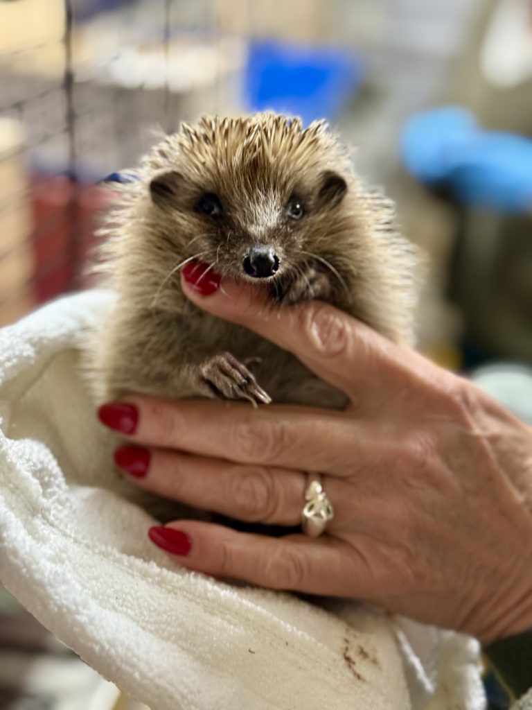 Attention, aux hérissons! | Radio Lac