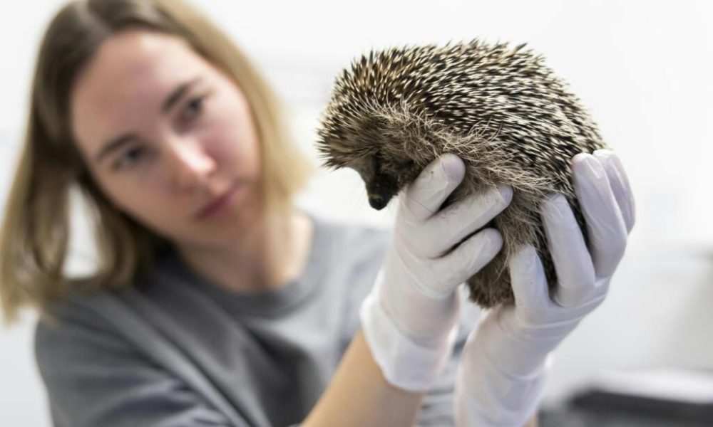 A La Garenne, des dizaines de hérissons en détresse accueillis