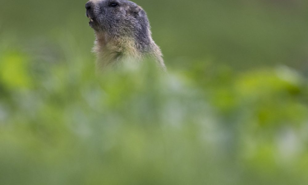 Le WWF désigne les gagnants et perdants 2025 du règne animal