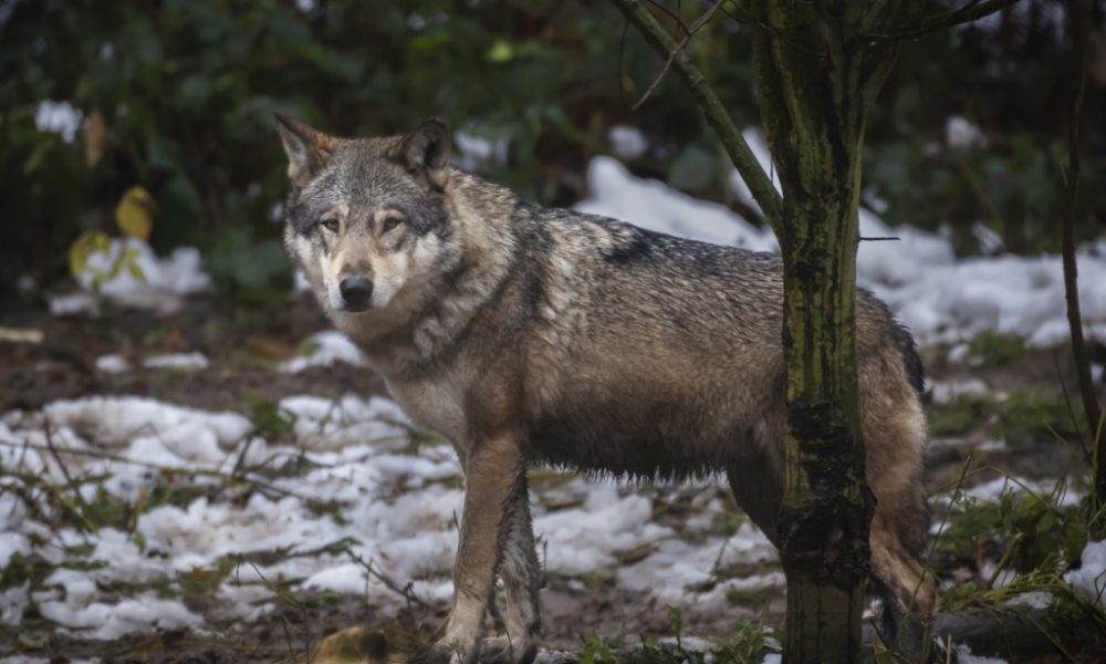 Vaud veut abattre trois louveteaux de la meute Jougne-Suchet