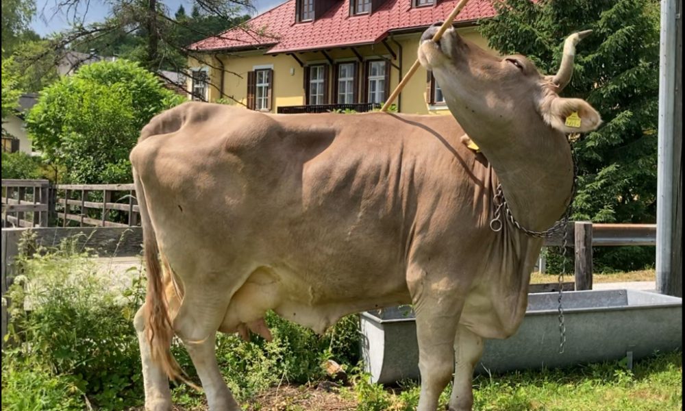 Portrait de Veronika une vache qui utilise un balai pour se gratter
