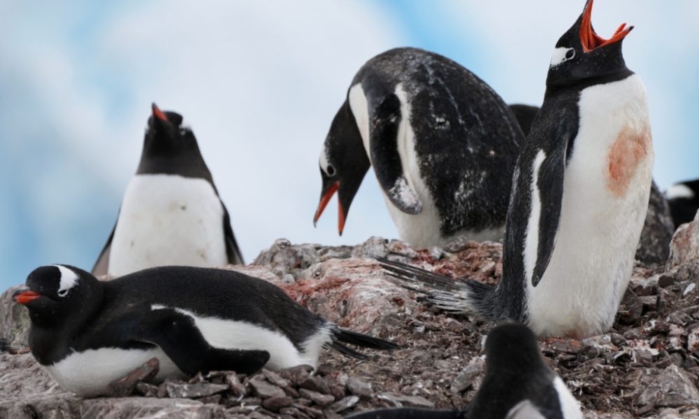 En Antarctique, les manchots avancent leur période de reproduction