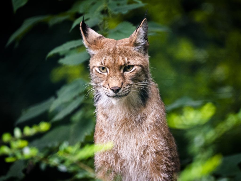 Le cadavre d'un lynx a été retrouvé lundi au Col de la Givrine (VD)